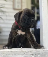 Kodiak, a male Boxer for sale in Westminster, SC – 2 of 10