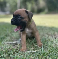 Bentley, a male Boxer for sale in Westminster, SC – 7 of 9