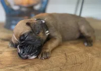 Angel, a female Boxer for sale in Westminster, SC – 2 of 3
