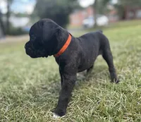 Gus, a male Boxer for sale in Westminster, SC – 6 of 10