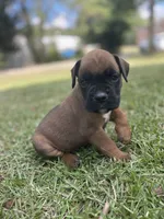 Rusty, a male Boxer for sale in Westminster, SC – 7 of 9