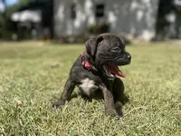 Spirit, a female Boxer for sale in Westminster, SC – 8 of 10