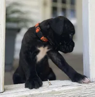 Gus, a male Boxer for sale in Westminster, SC – 3 of 10