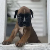 Angel, a female Boxer for sale in Westminster, SC – 4 of 10