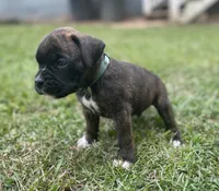 Champ, a male Boxer for sale in Westminster, SC – 6 of 10