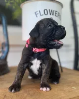 Spirit, a female Boxer for sale in Westminster, SC – 2 of 3