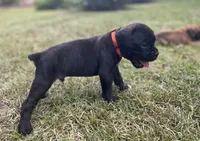 Gus, a male Boxer for sale in Westminster, SC – 8 of 10