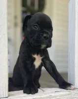 Gus, a male Boxer for sale in Westminster, SC – 7 of 10