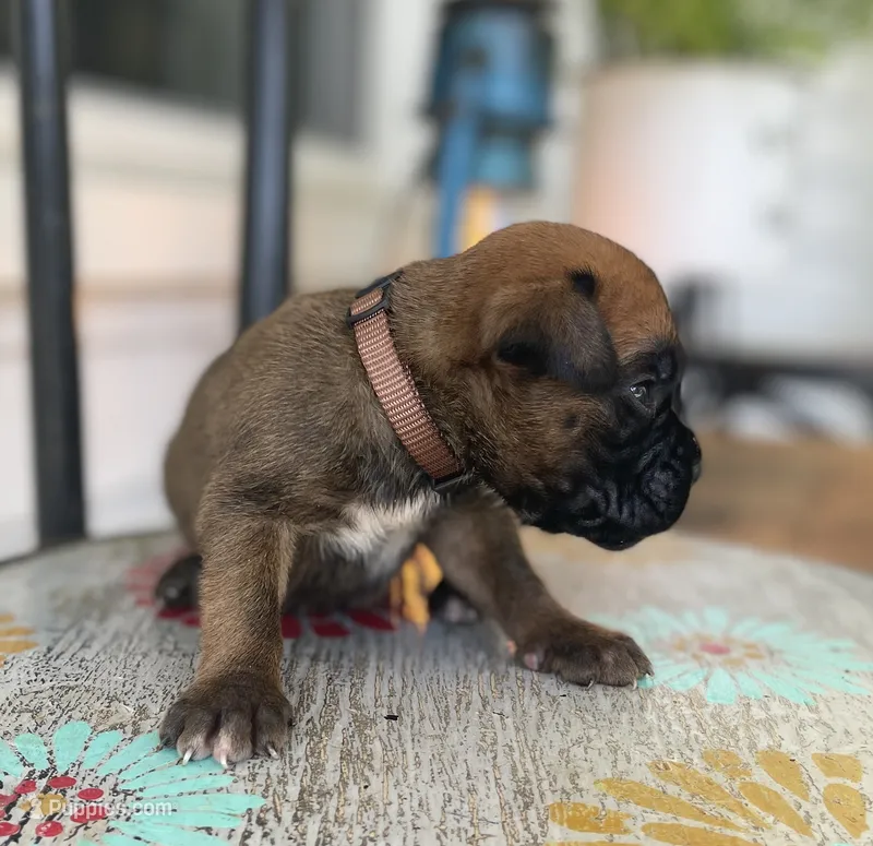Rusty – Boxer puppy for sale in Westminster, SC