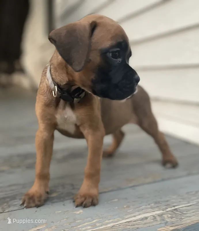Angel – Boxer puppy for sale in Westminster, SC