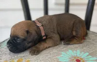 Rusty, a male Boxer for sale in Westminster, SC – 2 of 3