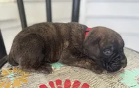 Kodiak, a male Boxer for sale in Westminster, SC – 2 of 3