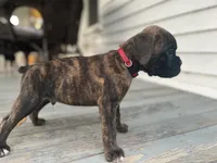 Kodiak, a male Boxer for sale in Westminster, SC – 9 of 10