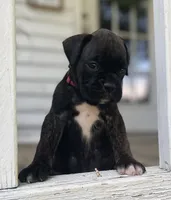 Spirit, a female Boxer for sale in Westminster, SC – 6 of 10