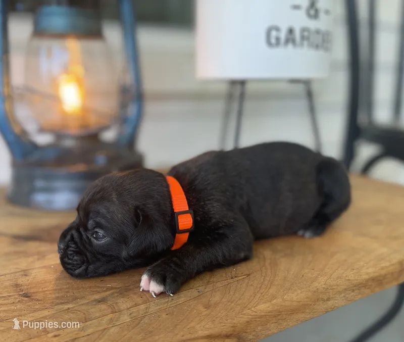 Gus – Boxer puppy for sale in Westminster, SC