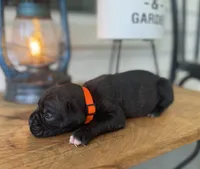 Gus, a male Boxer for sale in Westminster, SC – 1 of 3