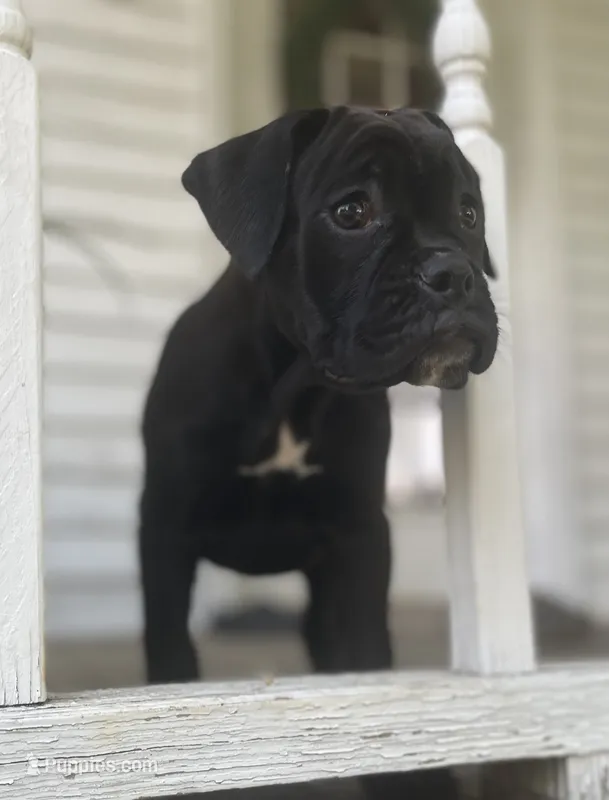 Brutus – Boxer puppy for sale in Westminster, SC