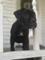 Brutus, a male Boxer for sale in Westminster, SC – 1 of 6