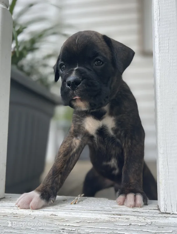 Champ – Boxer puppy for sale in Westminster, SC