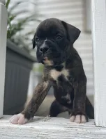 Champ, a male Boxer for sale in Westminster, SC – 1 of 10