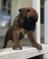 Rusty, a male Boxer for sale in Westminster, SC – 4 of 9
