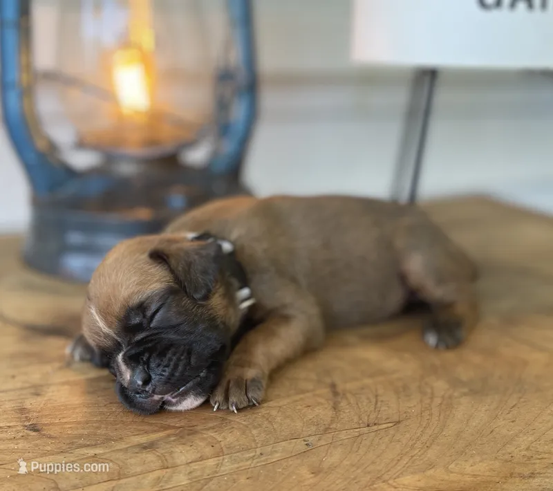 Angel – Boxer puppy for sale in Westminster, SC