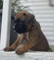 Angel, a female Boxer for sale in Westminster, SC – 8 of 10