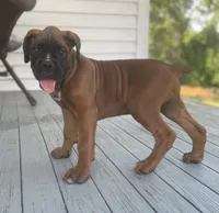 Duke, a male Boxer for sale in Westminster, SC – 2 of 6