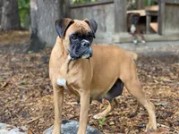 Pete, a male Boxer for sale in Westminster, SC – Photo 6 of 6