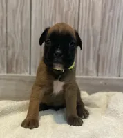 Pete, a male Boxer for sale in Westminster, SC – Photo 2 of 6