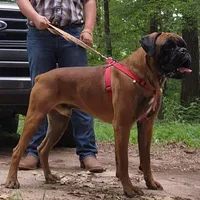 Pete, a male Boxer for sale in Westminster, SC – Photo 5 of 6