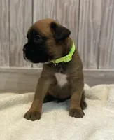 Pete, a male Boxer for sale in Westminster, SC – Photo 1 of 6