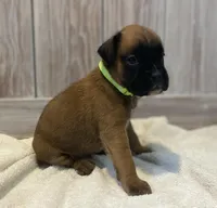 Pete, a male Boxer for sale in Westminster, SC – Photo 3 of 6