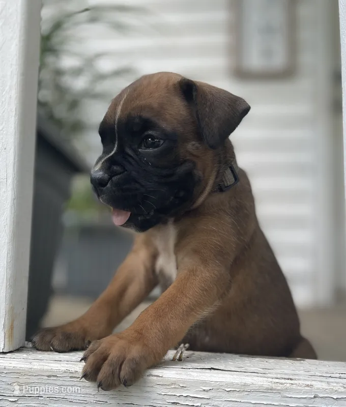 Angel – Boxer puppy for sale in Westminster, SC