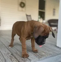 Duke, a male Boxer for sale in Westminster, SC – 3 of 6