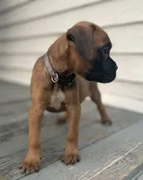 Angel, a female Boxer for sale in Westminster, SC – 6 of 10