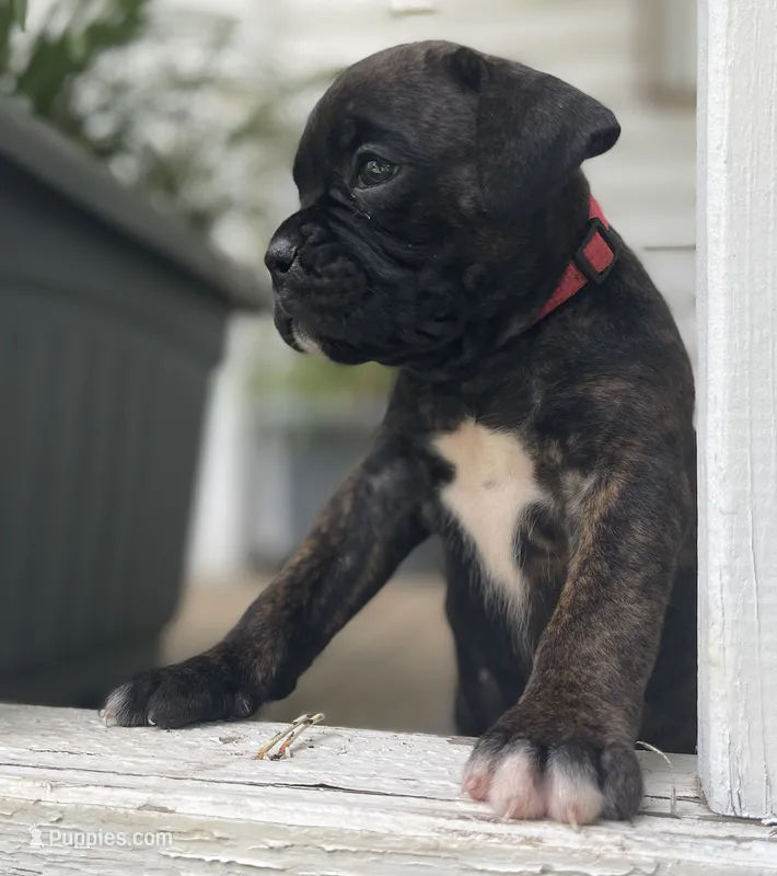 Spirit – Boxer puppy for sale in Westminster, SC