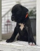 Gus, a male Boxer for sale in Westminster, SC – 4 of 10
