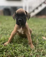 Rusty, a male Boxer for sale in Westminster, SC – 9 of 9
