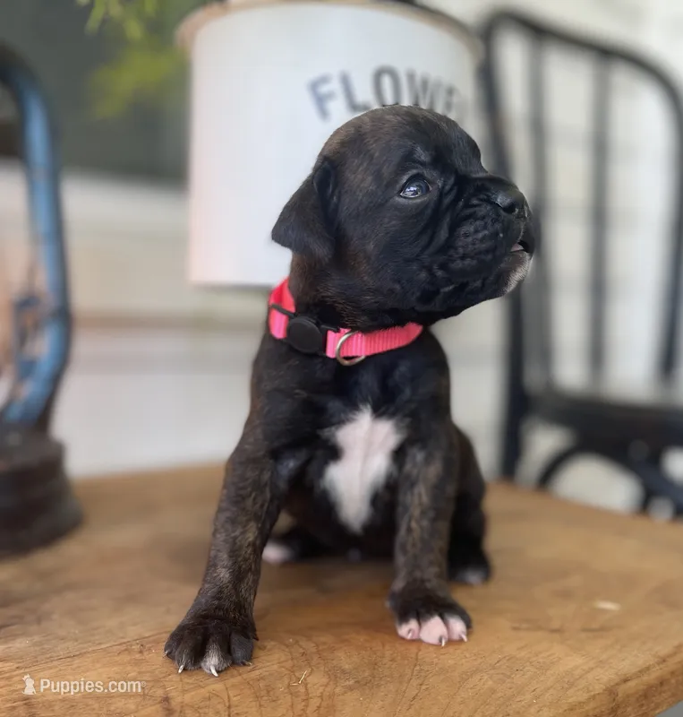 Spirit – Boxer puppy for sale in Westminster, SC