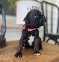 Spirit, a female Boxer for sale in Westminster, SC – 1 of 3