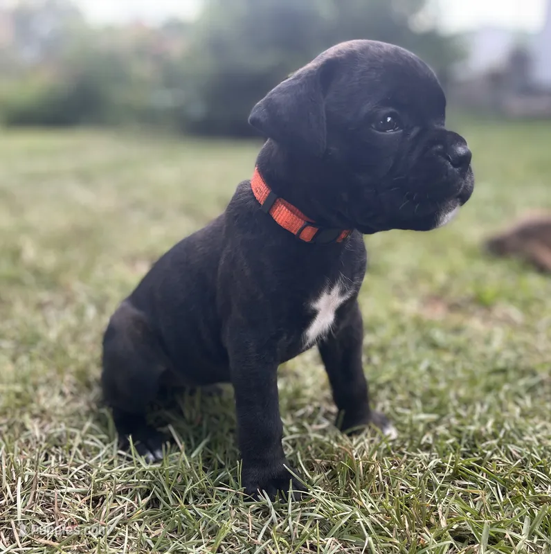 Gus – Boxer puppy for sale in Westminster, SC