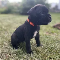 Gus, a male Boxer for sale in Westminster, SC – 1 of 10