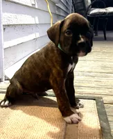 Champ, a male Boxer for sale in Westminster, SC – 7 of 10