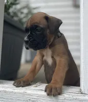 Angel, a female Boxer for sale in Westminster, SC – 7 of 10