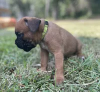 Bentley, a male Boxer for sale in Westminster, SC – 4 of 9
