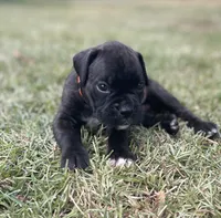Gus, a male Boxer for sale in Westminster, SC – 2 of 10