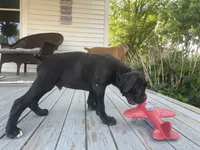 Brutus, a male Boxer for sale in Westminster, SC – 6 of 6