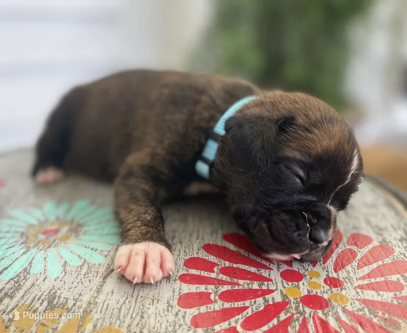 Champ – Boxer puppy for sale in Westminster, SC