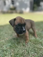 Angel, a female Boxer for sale in Westminster, SC – 9 of 10